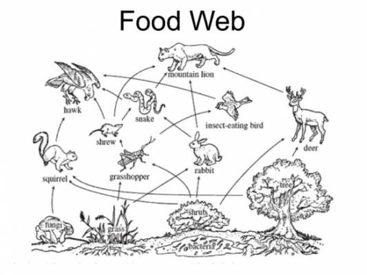 Food Web example