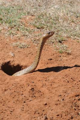 A snake coming out of its burrow