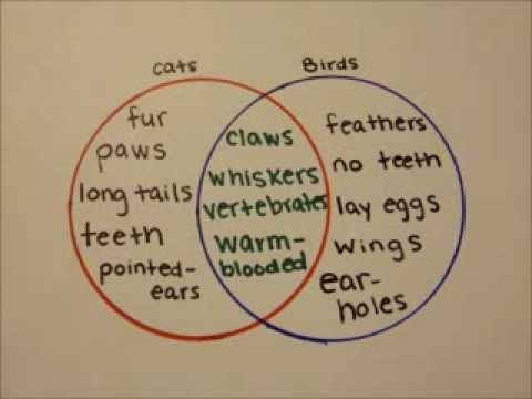 Example of a Venn Diagram comparing cats and birds